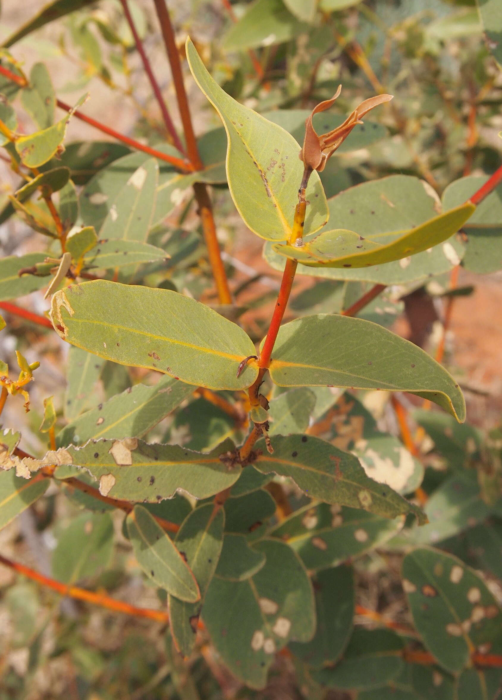صورة Eucalyptus odontocarpa F. Müll.