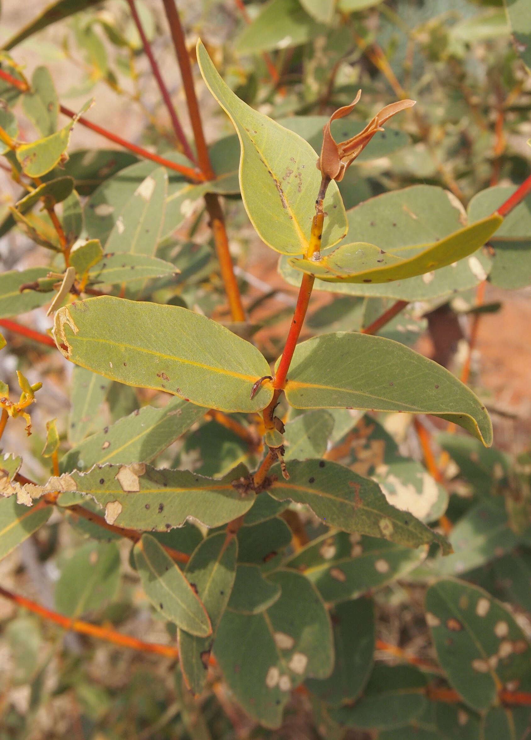 Image of Eucalyptus odontocarpa F. Müll.