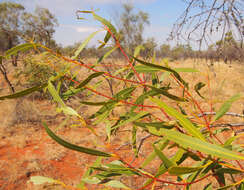 Image of Eucalyptus odontocarpa F. Müll.
