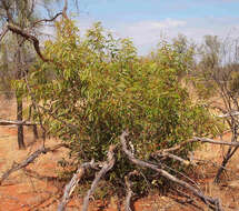 Image of Eucalyptus odontocarpa F. Müll.