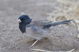 Image of juncos