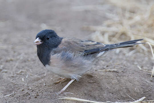 Image of juncos