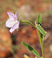 Image of Hill hibiscus