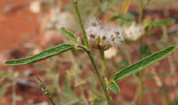 Image of Hill hibiscus