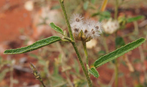 Hibiscus sturtii Hook.的圖片