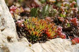 Image of Haworthia chloracantha Haw.