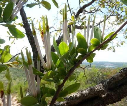 Слика од Agelanthus natalitius (Meissn.) R. M. Polhill & D. Wiens