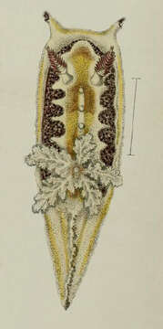 Image of Goniodoris citrina Alder & Hancock 1864