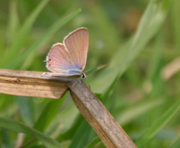 صورة Euchrysops cnejus (Fabricius 1798)