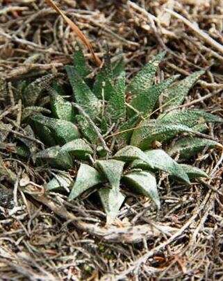 Haworthia parksiana Poelln. resmi