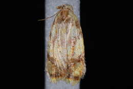 Image of Red-edged Acleris