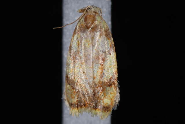 Image of Red-edged Acleris