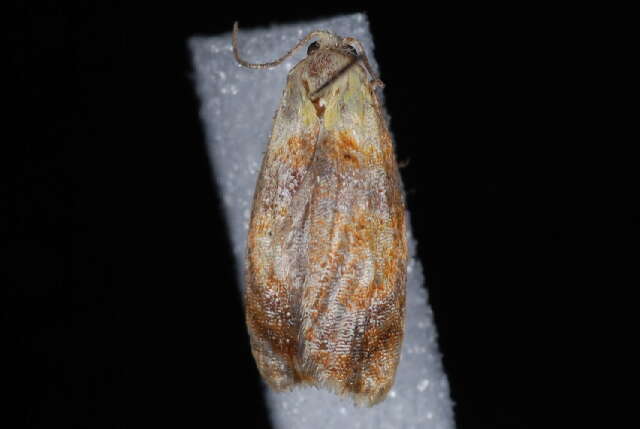 Image of Blueberry Leaftier Moth