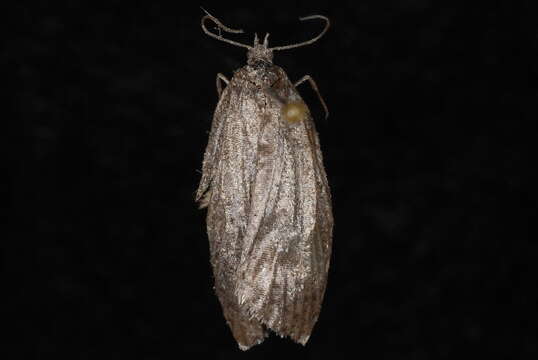 Image of Acleris caliginosana Walker 1863