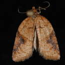 Image of Brittania Moth