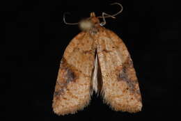 Image of Brittania Moth