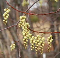 Image of Stachyurus praecox Sieb. & Zucc.