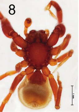 Image of Steriphopus