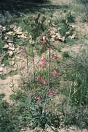 Image of desert penstemon