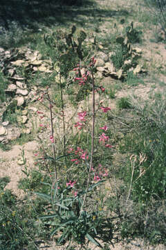 Image of desert penstemon