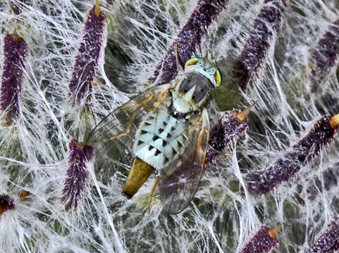 Image of Terellia serratulae (Linnaeus 1758)