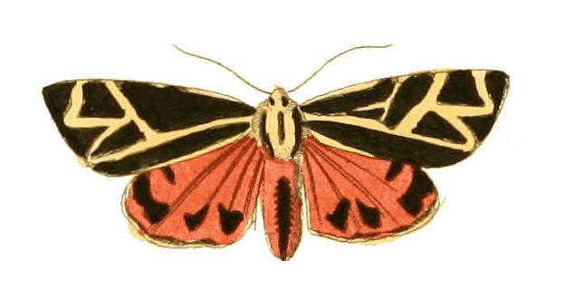 Image of Phyllira Tiger Moth