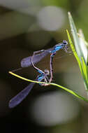 Image of Skimming Bluet