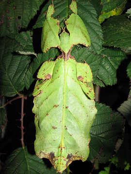 Image of Pulchriphyllium