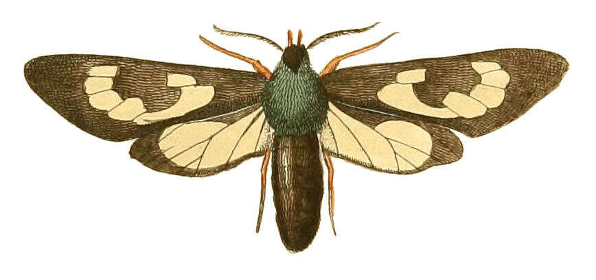 Image of Cosmosoma fenestrata Drury 1770