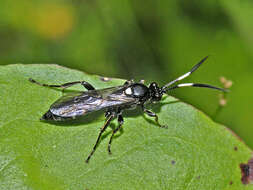 Image of Coelichneumon