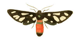 Image of Amata cerbera Linnaeus 1764