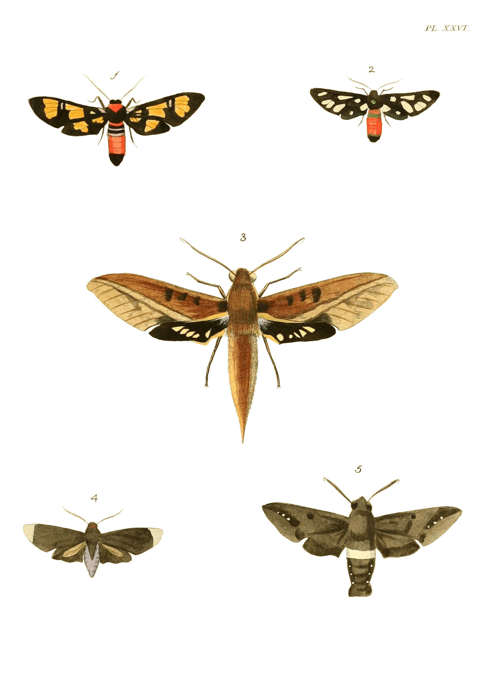 Image of Amata cerbera Linnaeus 1764