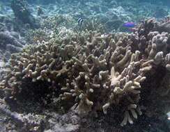 Image of Stony coral