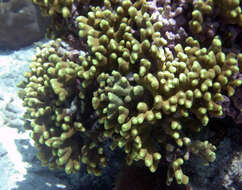 Image of Stony coral