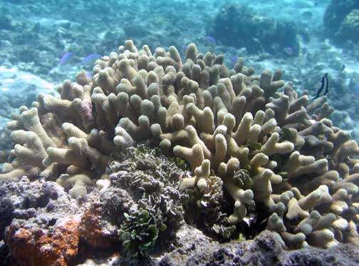 Image of Stony coral