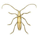 Image of Eburia tetrastalacta White 1853