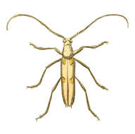 Image of Eburia tetrastalacta White 1853