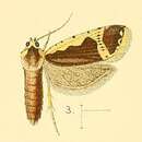 Image of Panegyra flavicostana Walsingham 1891