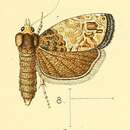 Image of Neaspasia