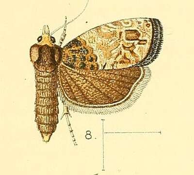 Image of Neaspasia