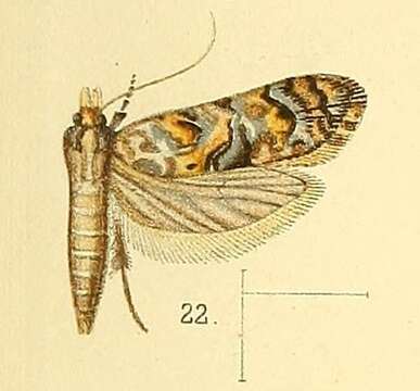 Image de Siloscinae