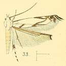 Image of Thiotricha tenuis Walsingham 1891