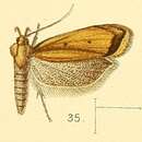 Image de Dichomeris marginata Walsingham 1891