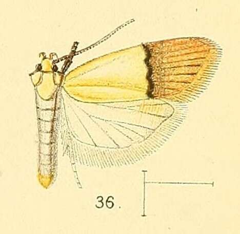 Image of Odites natalensis Walsingham 1891