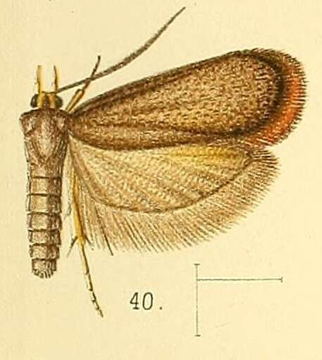 Image de Lecithocera flavipalpis Walsingham 1891