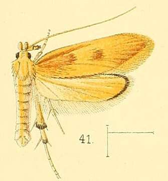 Image of Timyra extranea Walsingham 1891