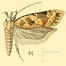 Image of Dichomeris marmoratus Walsingham 1891