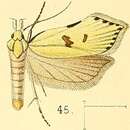 Image of Dichomeris fracticostella Walsingham 1891