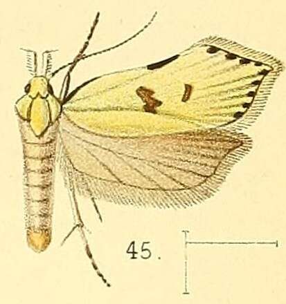 Image of Dichomeris fracticostella Walsingham 1891