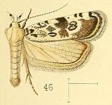 Image of Dactylethrella
